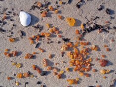 Muscheln im Sandstrand der Kurischen Nehrung
