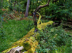 Der Darßwald – eine der letzten Naturwaldgebiete an der südlichen Ostsee
