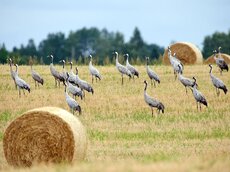 Vor allem während des Herbstzuges rasten Hundertausende Kraniche entlang der estnischen Nord- und Westküste.