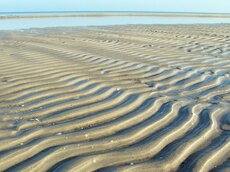 Sandrippen im Windwatt an der Insel Bock