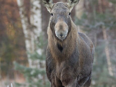 Elche – die Herbivore des Nordens sind stets wachsam und manchmal auch neugierig.