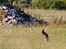 Der Schwarzstorch ist ein Kulturflüchter und auch im Baltikum, unter anderem wegen häufiger Nesträuberei durch den Seeadler, stark rückläufig.