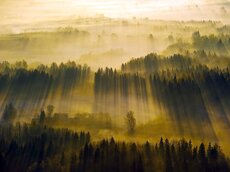 Großflächige Waldlandschaften bestimmen auch das Klima einer Region.