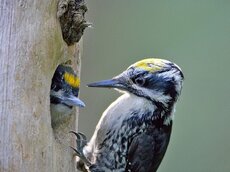 An frisches Totholz gebunden und daher immer nur kurzzeitig auf Windwurf- und Waldbrandflächen vorkommend – der Dreizehnspecht.