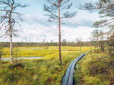 endlose Moorlandschaften in Estland