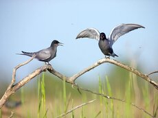 Die Trauerseeschwalbe ist mit ihren Brutkolonien sehr ortstreu.