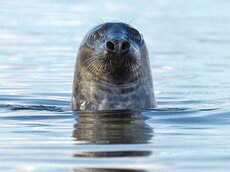 In der nordöstlichen Ostsee sind Kegel- und Ringelrobbe in stabilen Populationen heimisch.