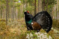 Auerhähne sind leider auch in Estland selten geworden und Leidtragende der Intensivierung der Waldwirtschaft und des Windkraftanlagenbaus in Wäldern.