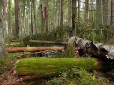Totholz ist ein wichtiger Bestandteil gesunder Wälder.
