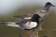 Im kontinental geprägten Binnenland kommt die Weißflügelseeschwalbe auch in Estland vor und brütet häufig zusammen mit Trauerseeschwalbe und Zwergmöwe.