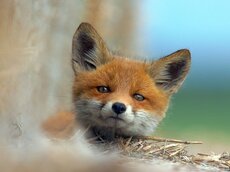 Der Rotfuchs  kommt im gesamten Baltikum flächendeckend vor.