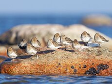 Alpenstrandläufer sind im Frühjahr regelmäßige und häufige Zuggäste.