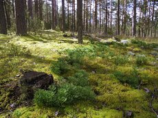 Borealer Nadelwald, auch „Western Taiga“ genannt.