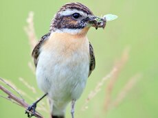 Insektenfresser wie das Braunkehlchen sind im Baltikum nach wie vor häufig anzutreffen.