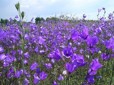 Glockenblumenwiese