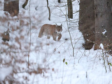 Der Luchs ist in den Wäldern im Lahemaa-Nationalpark nach wie vor und in stabiler Population heimisch.