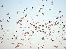 Stock- und Schellenten auf dem Zug.