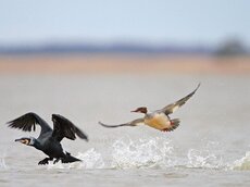 Kormoran und Gänsesäger – zwei Nahrungskonkurrenten unter sich.