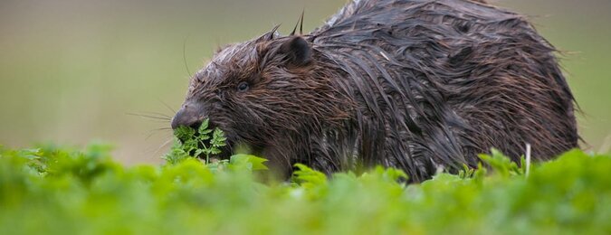 Tierwelt in Estland