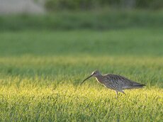 Für den Großen Brachvogel gibt es vielerorts noch optimale Brutmöglichkeiten.