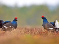 Die Scheinkämpfe der Birkhähne zu beobachten, ist ein unvergessliches Naturerlebnis.