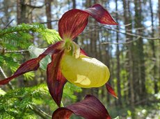 Eine der bekanntesten Orchideen – der Gelber Frauenschuh.