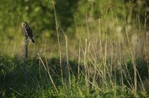 Reisetipp: Die Vogelwelt 2 – Birkhahnbalz und Schreiadler in Ostestland